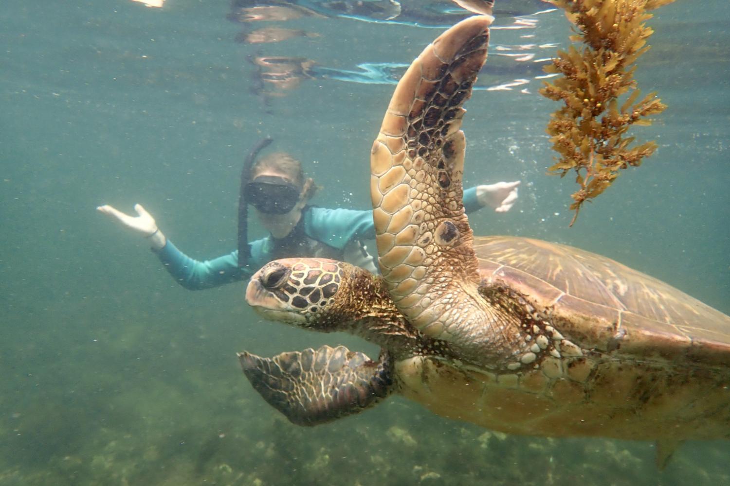 一名<a href='http://bkr3.philboardport.com'>bv伟德ios下载</a>学生在Galápagos群岛游学途中与一只巨龟游泳.